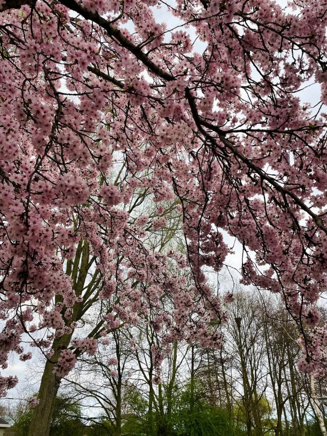 NEDERLAND  - LENTE …